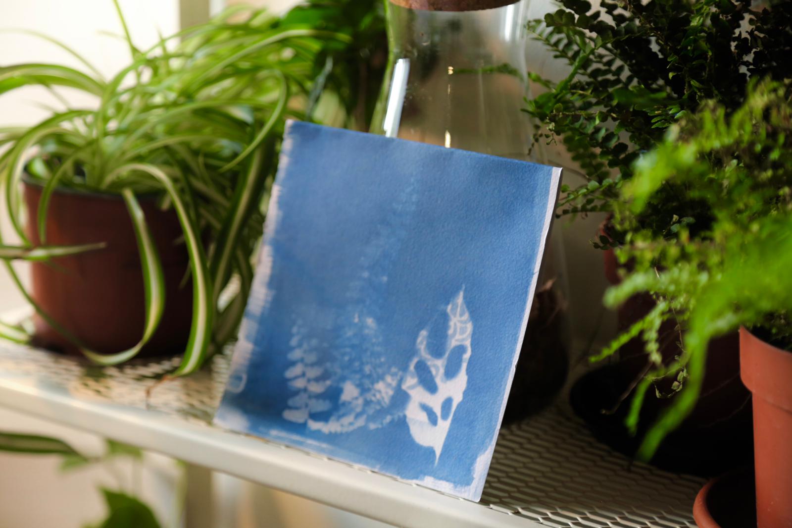 Stampa botanica con cianotipia