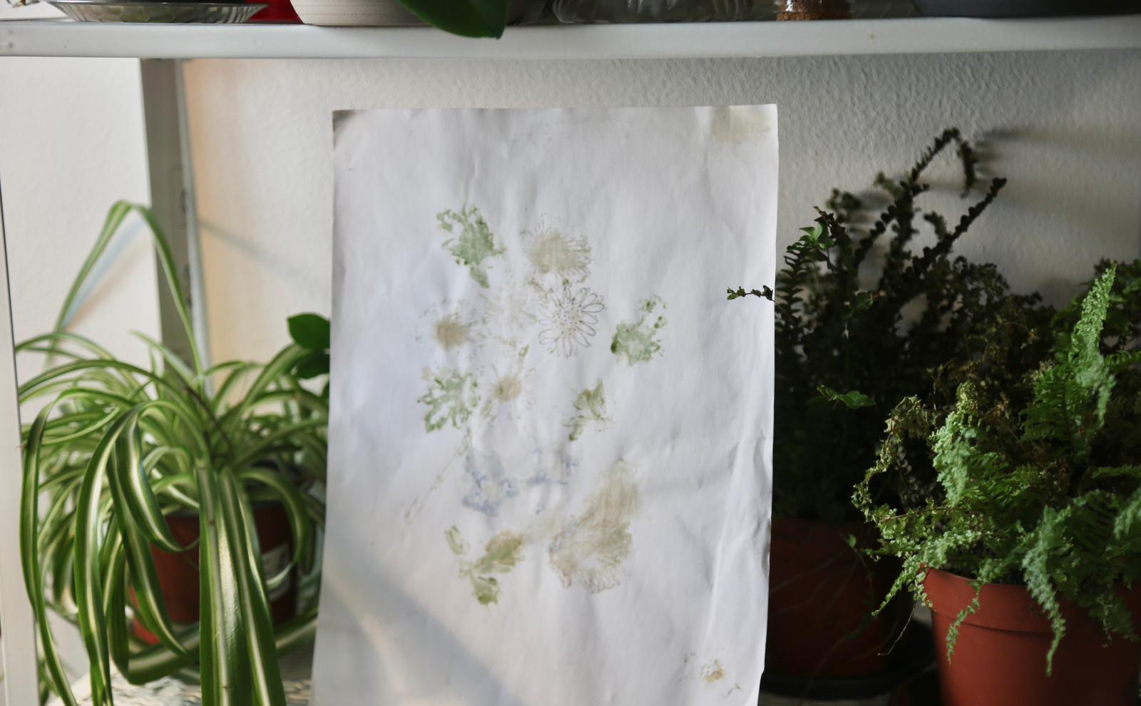 Impressioni botaniche