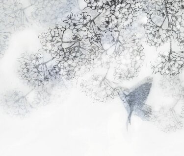 Cherry Blossom, 2024